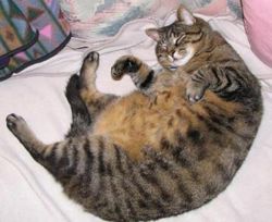 fat-cat-round